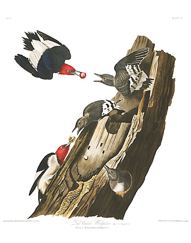 Red-headed Woodpecker